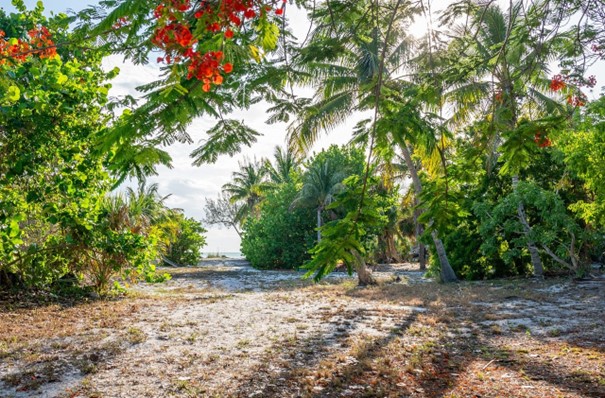 Découvrez la Martinique au volant : itinéraires secrets incontournables