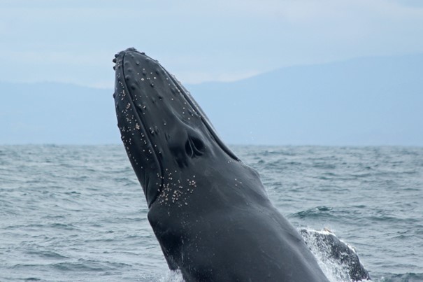 Planifiez votre voyage : observer les baleines en Martinique à la bonne saison