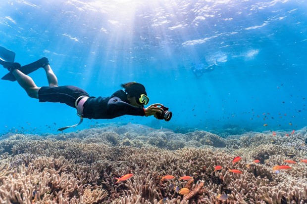 Plongée en martinique : un paradis sous-marin à chaque immersion